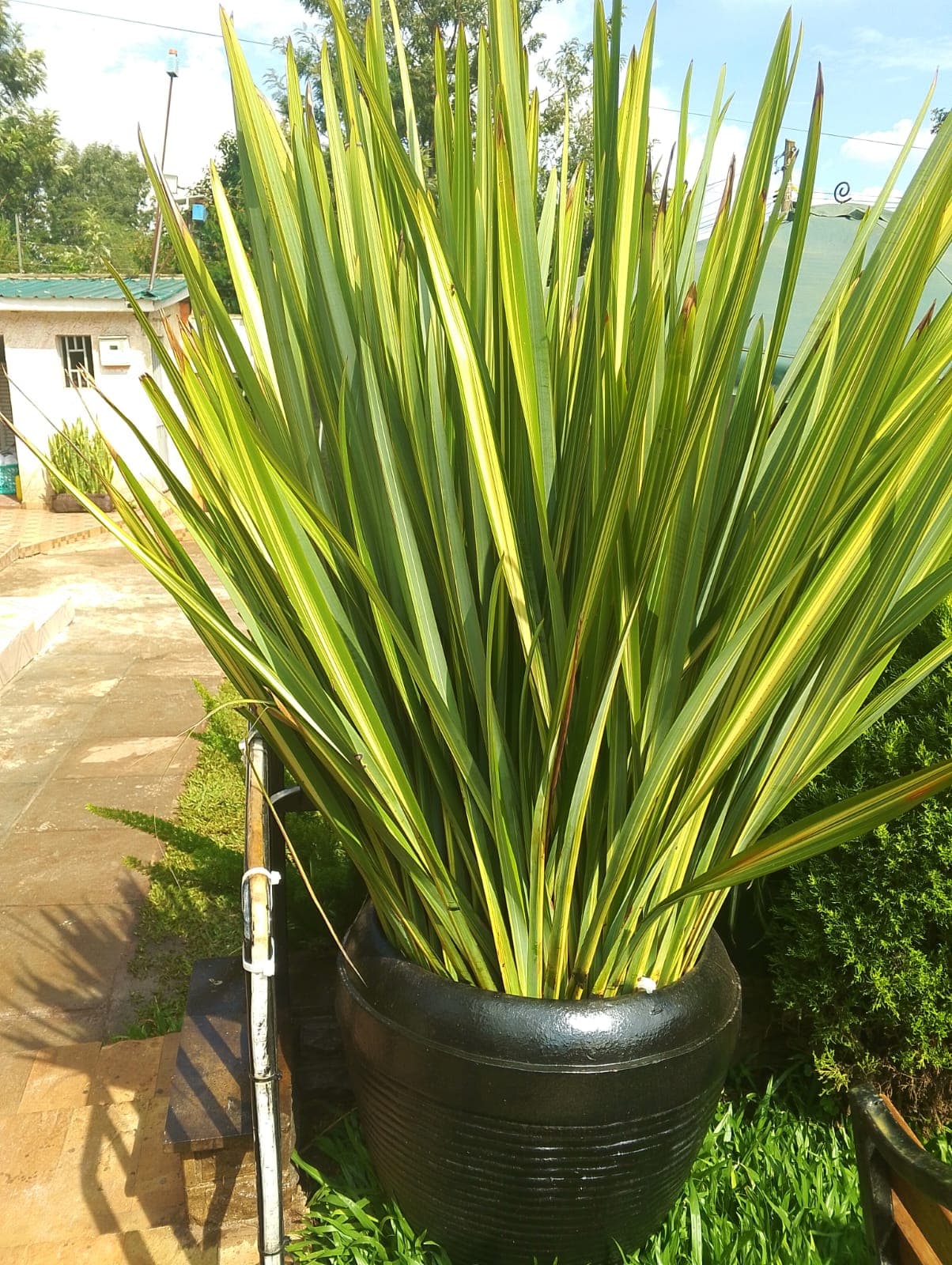 African Spear Plant