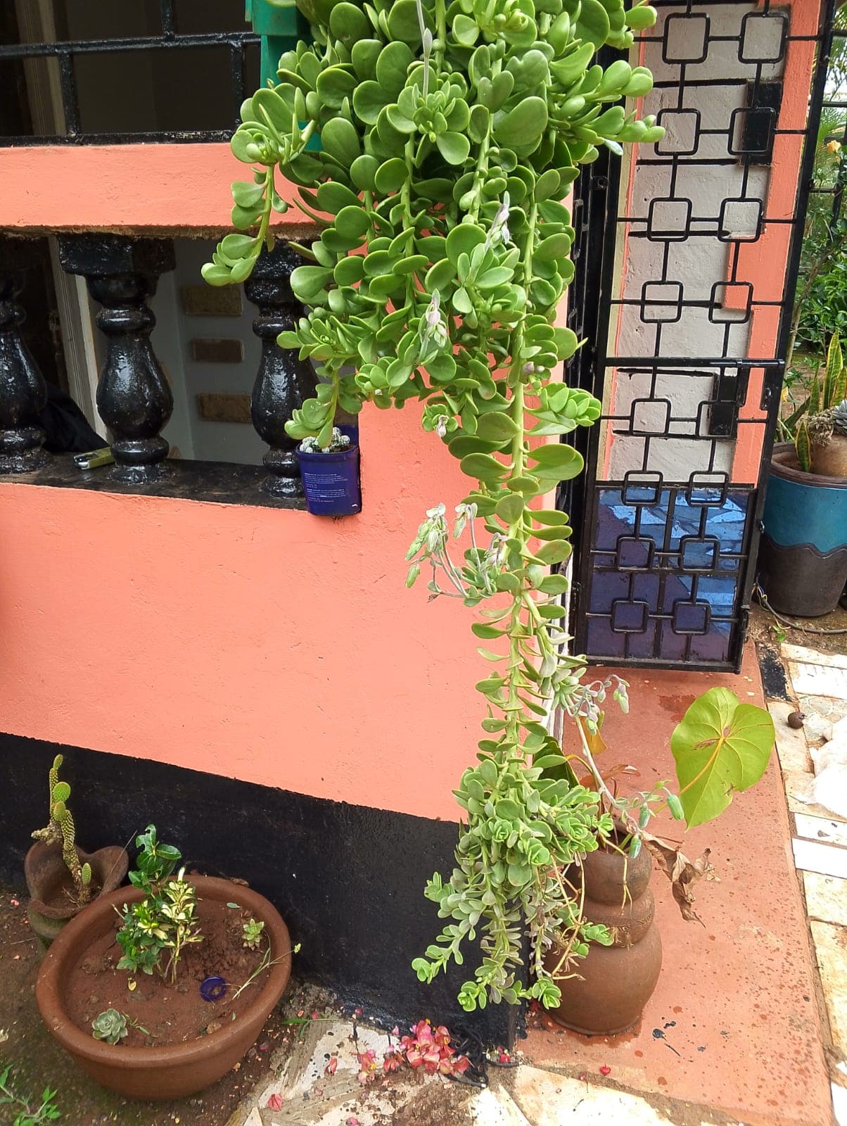 Jade Plant
