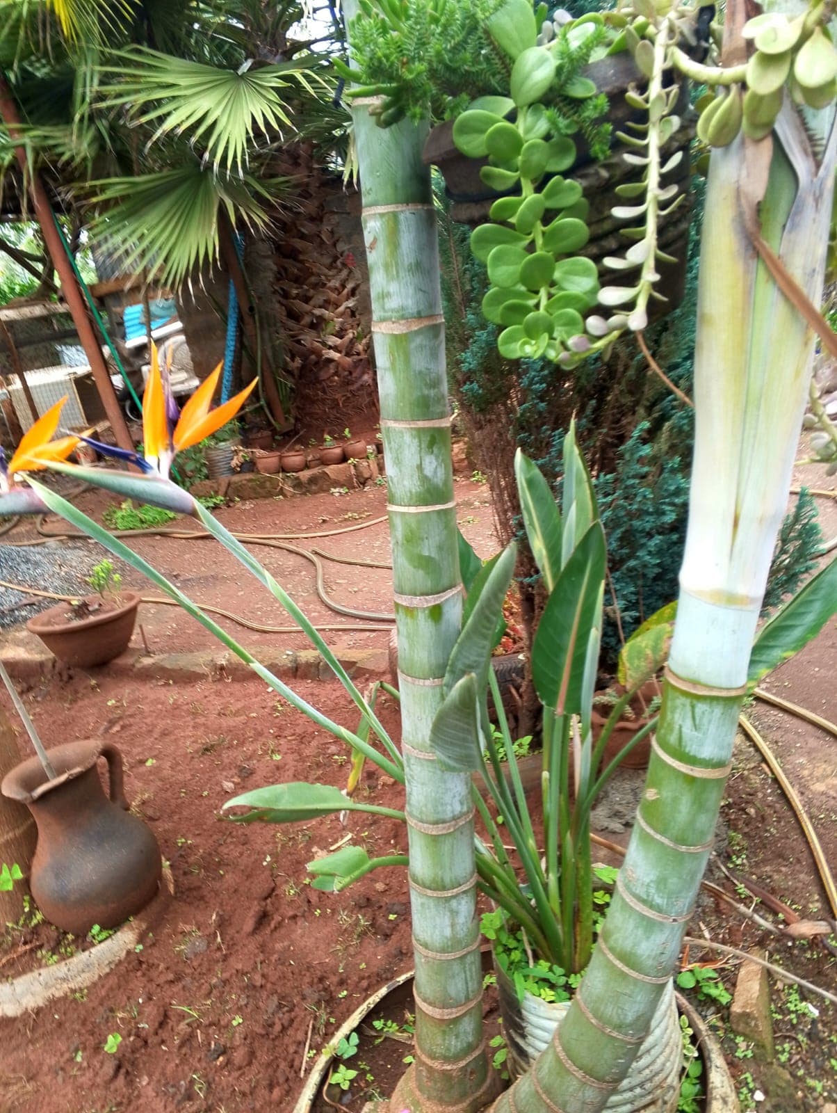 Bird of Paradise