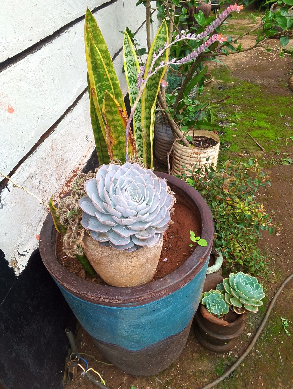 Blue Echeveria