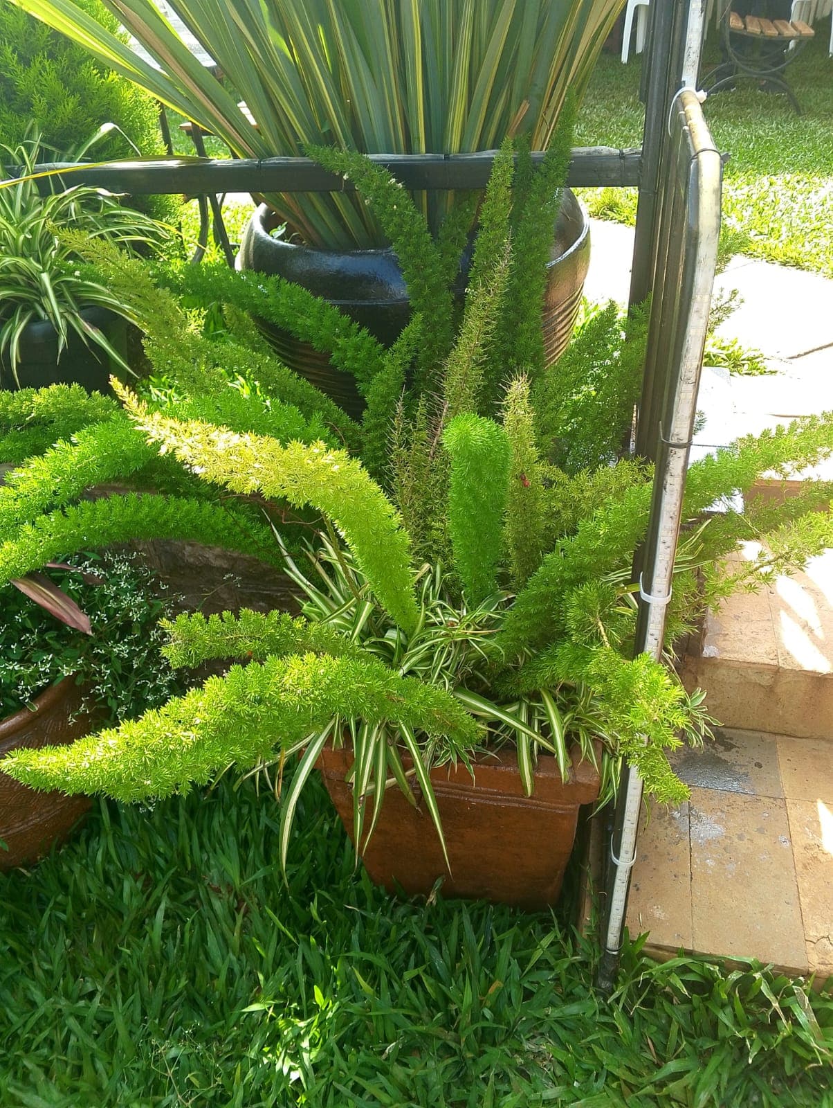 Foxtail Fern