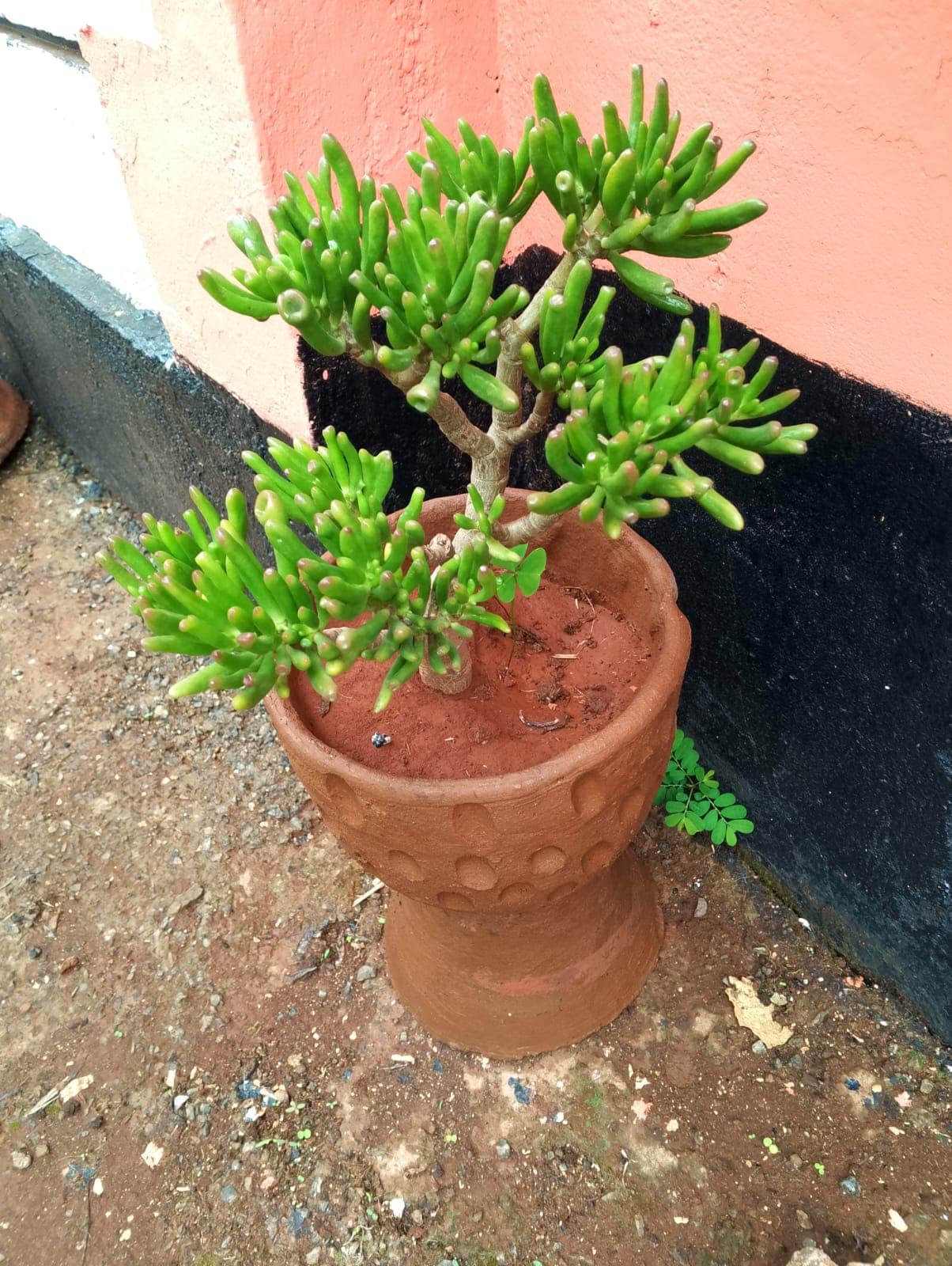 Hobbit Jade