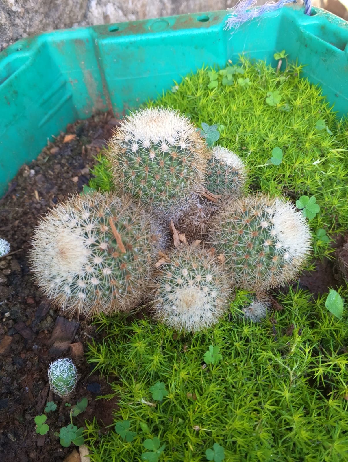 Mammillaria Cactus